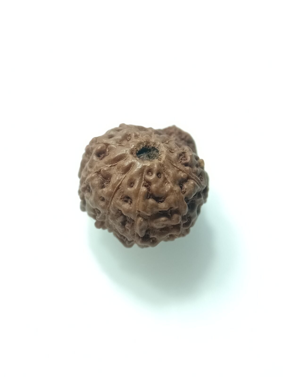 natural 10 mukhi rudraksha