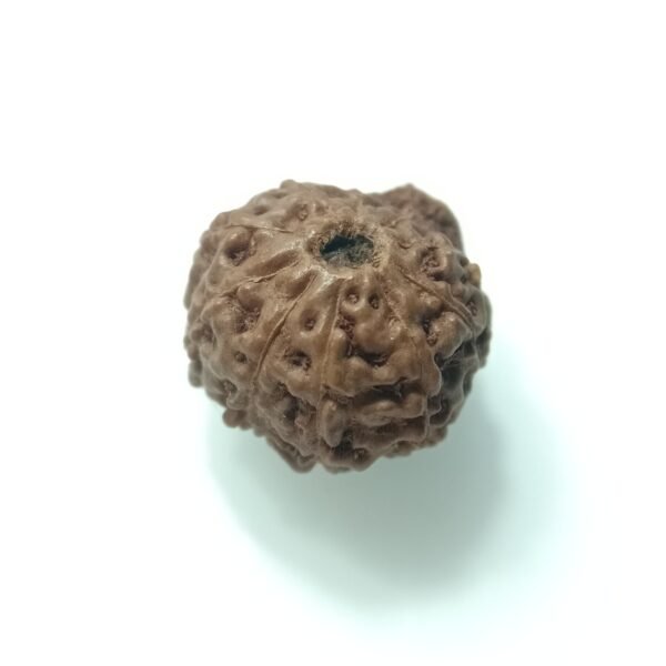 natural 10 mukhi rudraksha