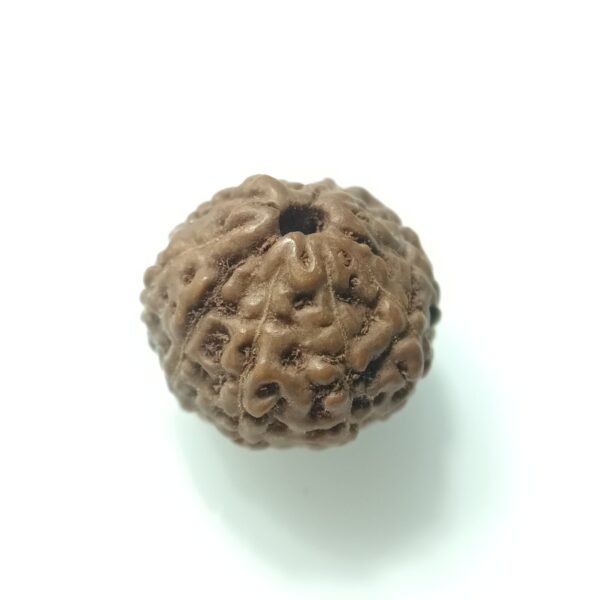 natural 11 mukhi rudraksha