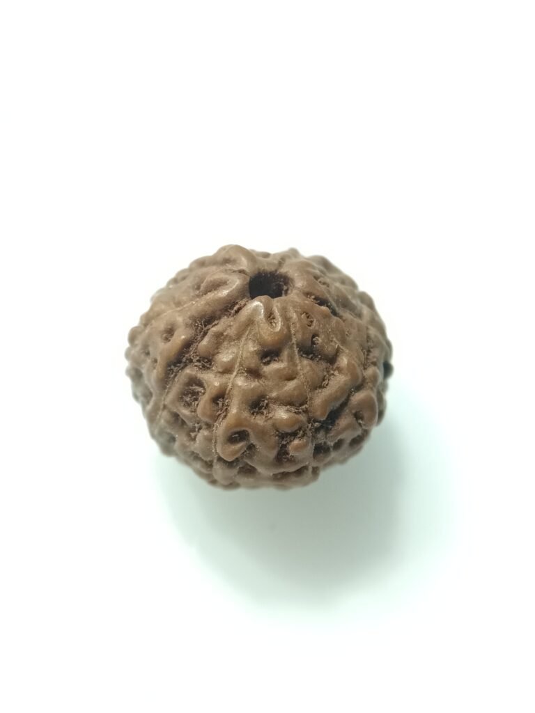 natural 11 mukhi rudraksha