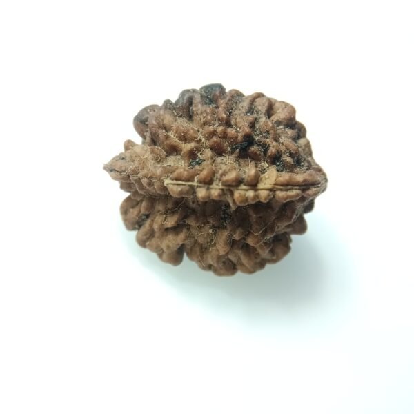 natural 2 mukhi rudraksha