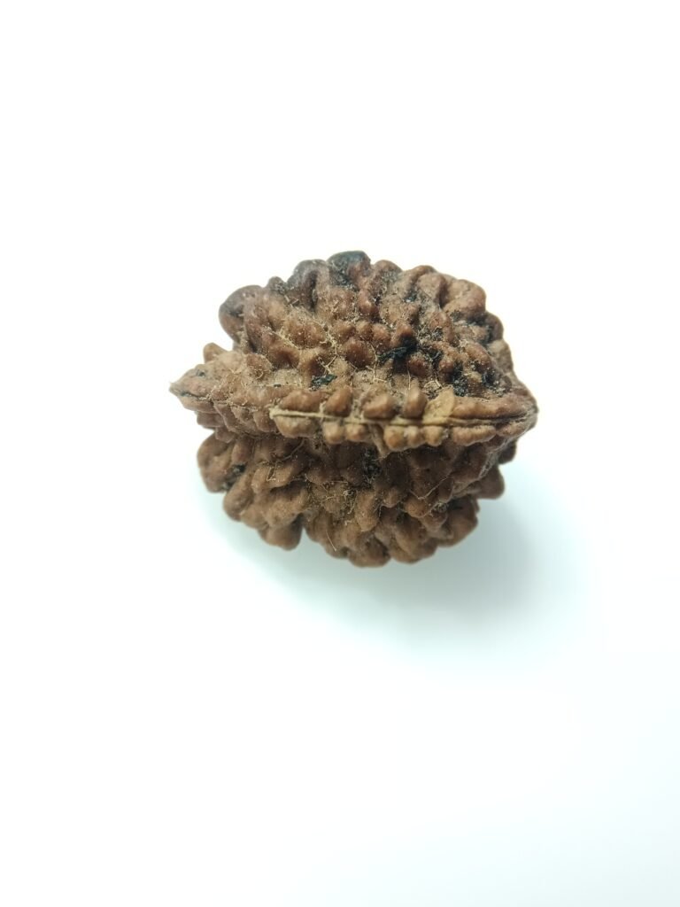 natural 2 mukhi rudraksha