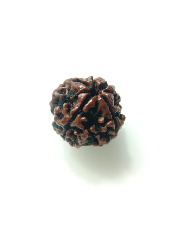 natural 4 mukhi rudraksha