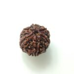 natural 6 mukhi rudraksha - (SKU: GAR6)