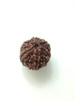 natural 6 mukhi rudraksha