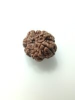 natural 8 mukhi rudraksha