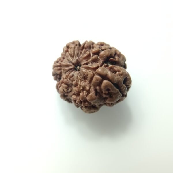 natural 8 mukhi rudraksha