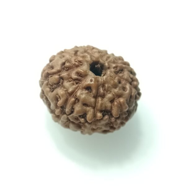 natural 9 mukhi rudraksha