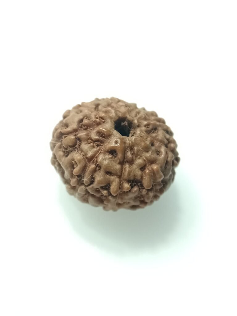 natural 9 mukhi rudraksha