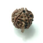natural ganesh rudraksha - gargns