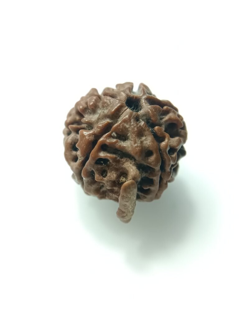 natural ganesh rudraksha