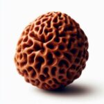 Rudraksha