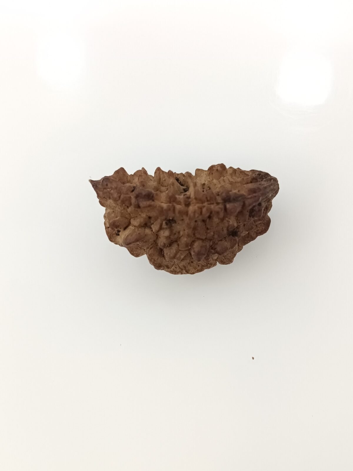 1 mukhi rudraksha