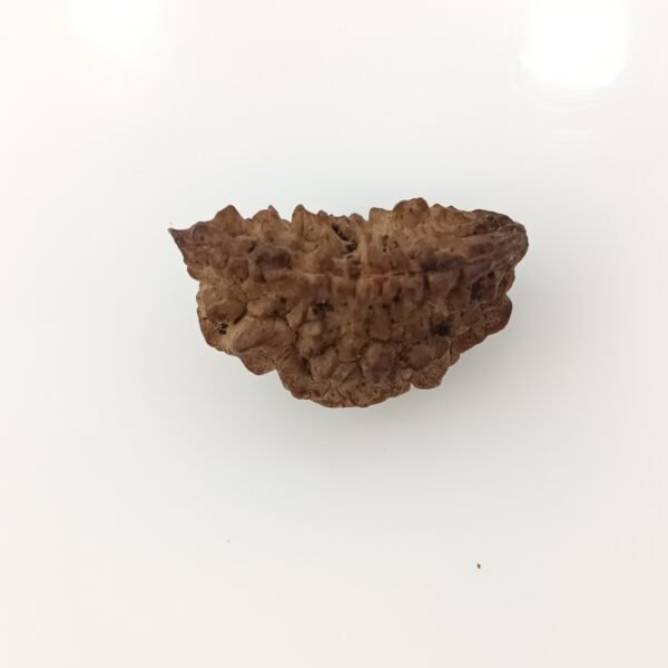 1 mukhi rudraksha