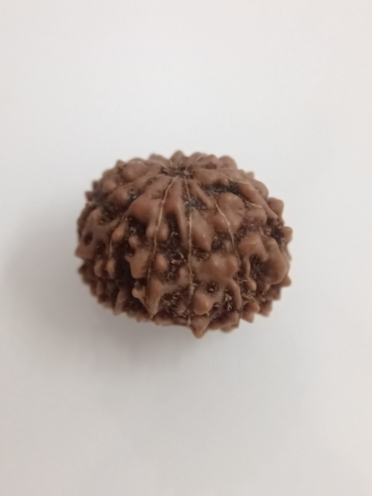 Rudraksha 12 Mukhi