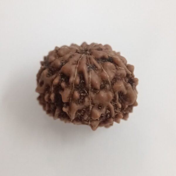 Rudraksha 12 Mukhi