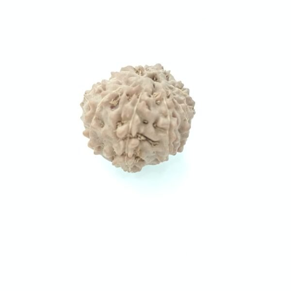 12 mukhi rudraksha