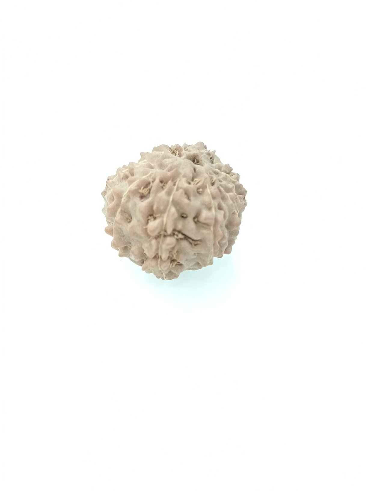 12 mukhi rudraksha