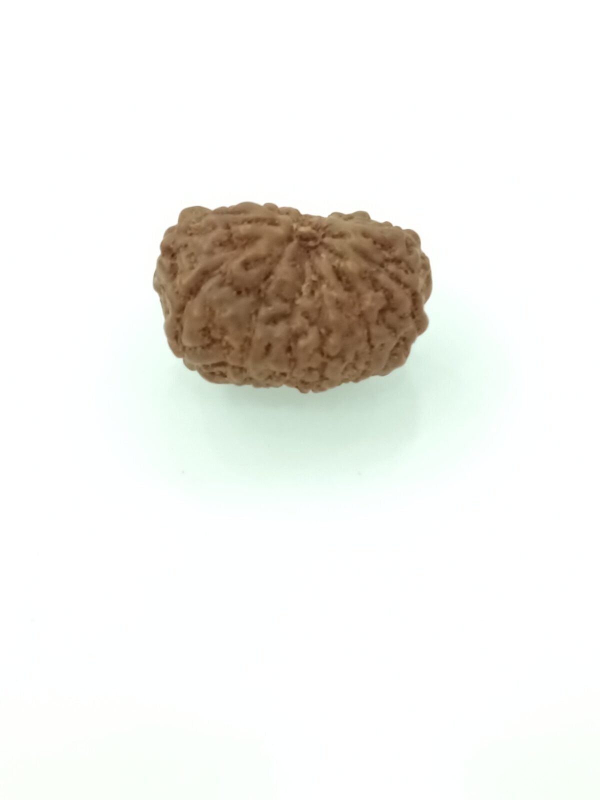 13 mukhi rudraksha