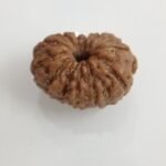 Rudraksha 13 Mukhi - gar13