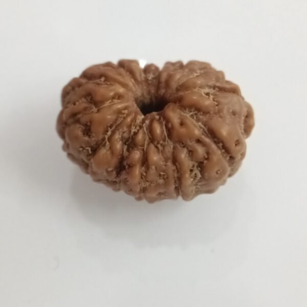 Rudraksha 13 Mukhi