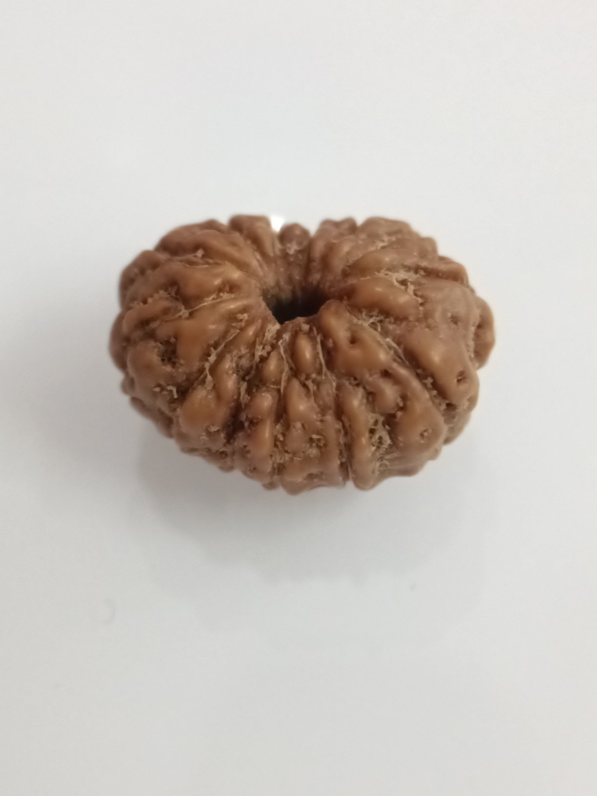 Rudraksha 13 Mukhi