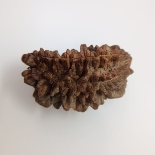 Natural 1 Mukhi Rudraksha