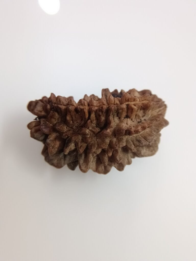 Natural 1 Mukhi Rudraksha