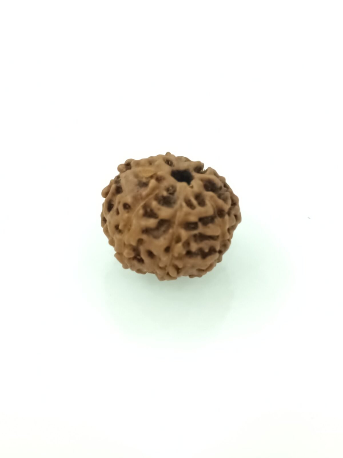 7 mukhi rudraksha