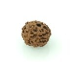 7 mukhi rudraksha - gar7