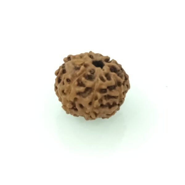 7 mukhi rudraksha