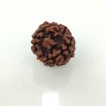 5 mukhi rudraksha - suk; gar5