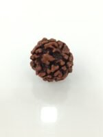 5 mukhi rudraksha