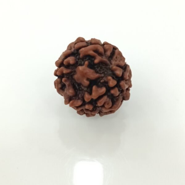 5 mukhi rudraksha