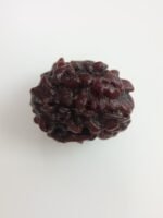 Rudraksha 3 Mukhi